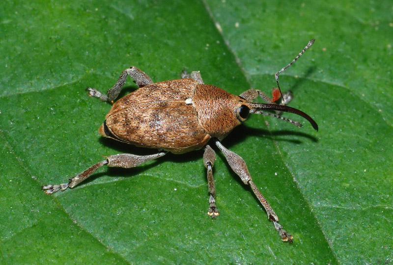 Curculio sp